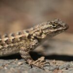 How To Tell If A Lizard Is Male Or Female