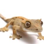 What Types Of Lizards Are Good For Beginners