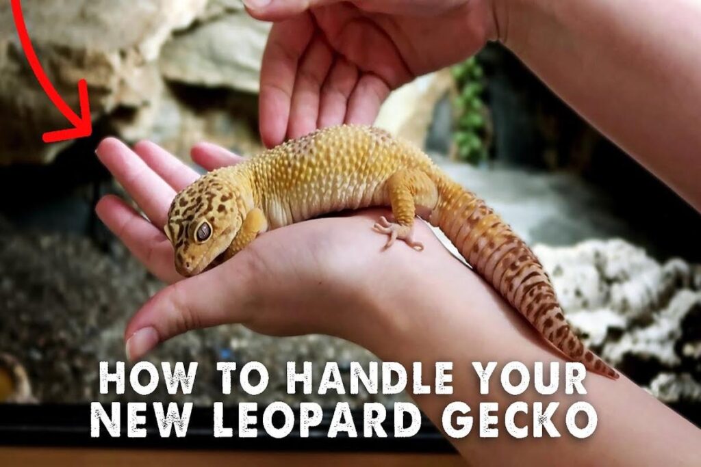 How To Train A Lizard To Tolerate Handling