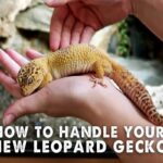 How To Train A Lizard To Tolerate Handling