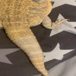 How To Spot Signs Of Shedding In Lizards