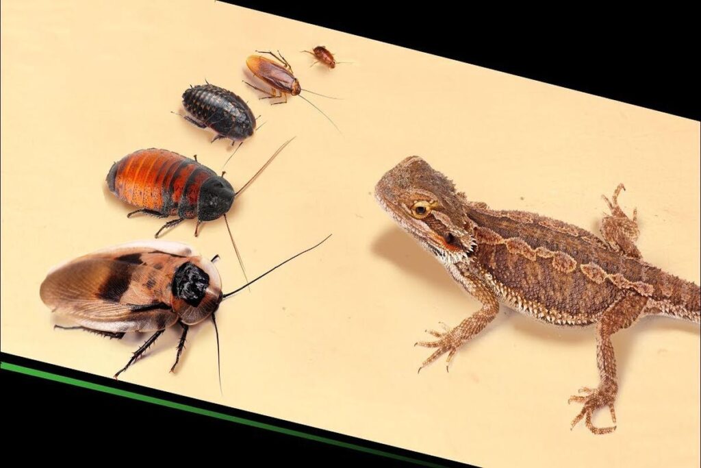 Can Lizards Eat Insects?