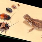 Can Lizards Eat Insects?