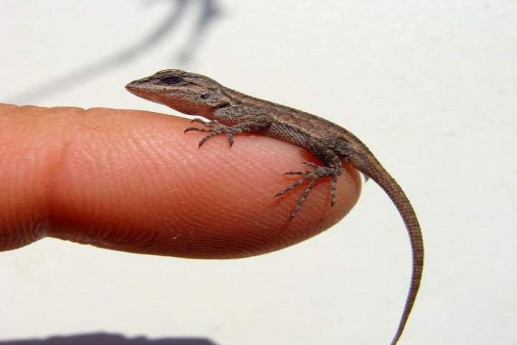 What Is The Best Way To Handle A Baby Lizard