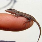 What Is The Best Way To Handle A Baby Lizard