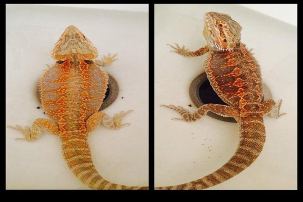 Why Does My Lizard Change Colors