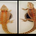 Why Does My Lizard Change Colors