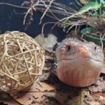 How To Provide Enrichment For Lizards