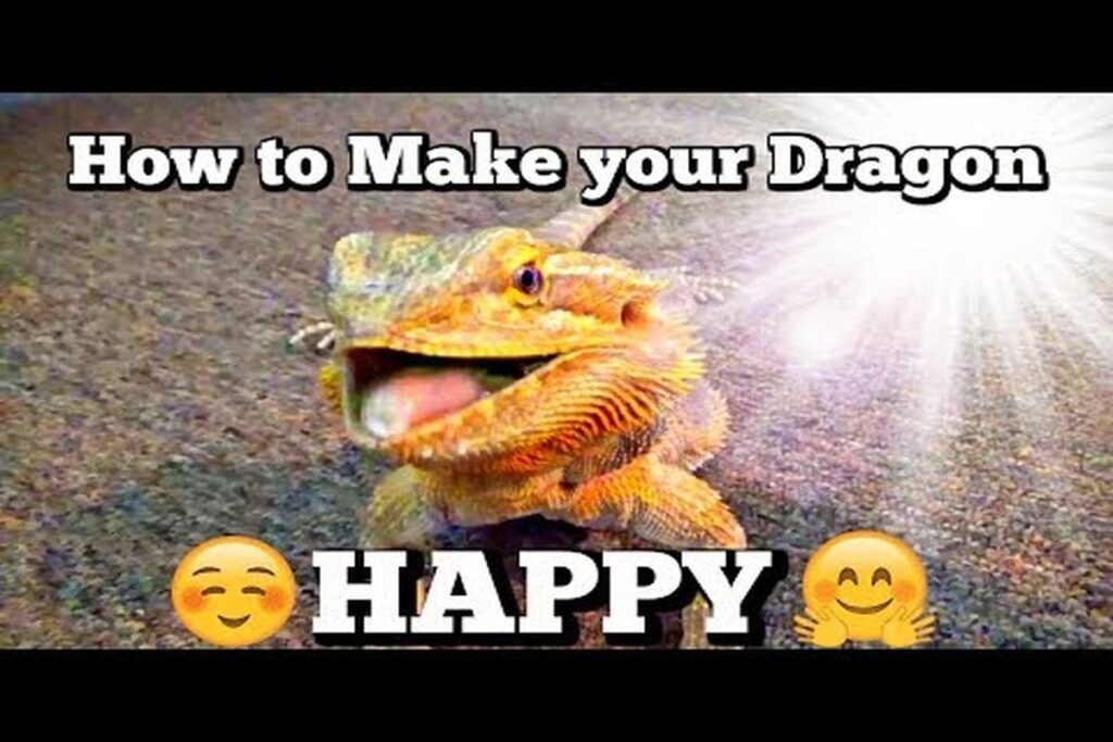 How To Know If My Lizard Is Happy