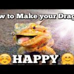 How To Know If My Lizard Is Happy