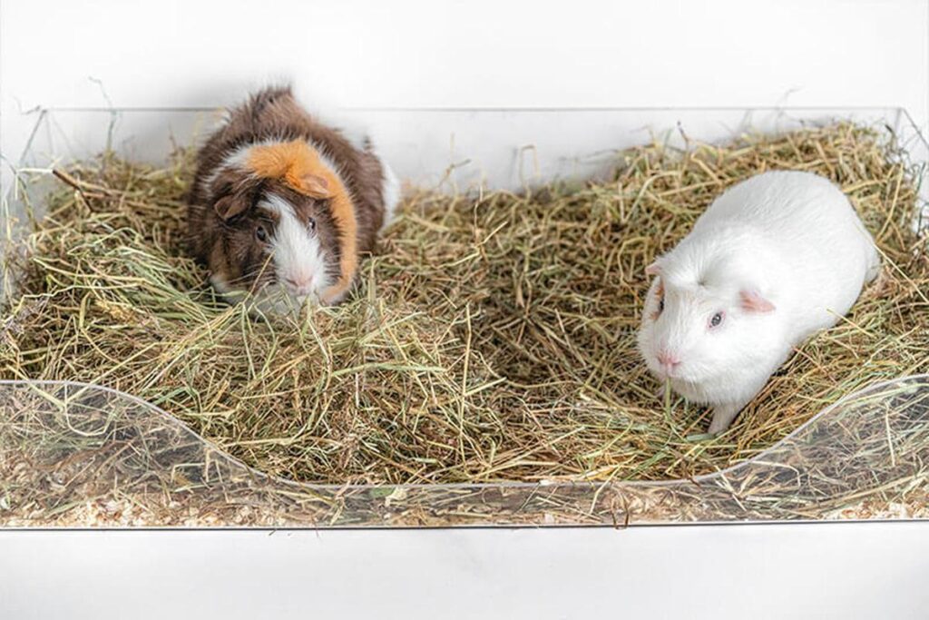 How Much Hay Do Guinea Pigs Need