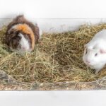 How Much Hay Do Guinea Pigs Need