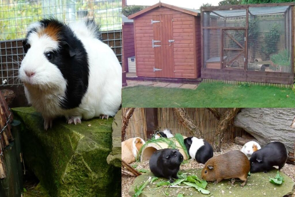 Can Guinea Pigs Live Outside