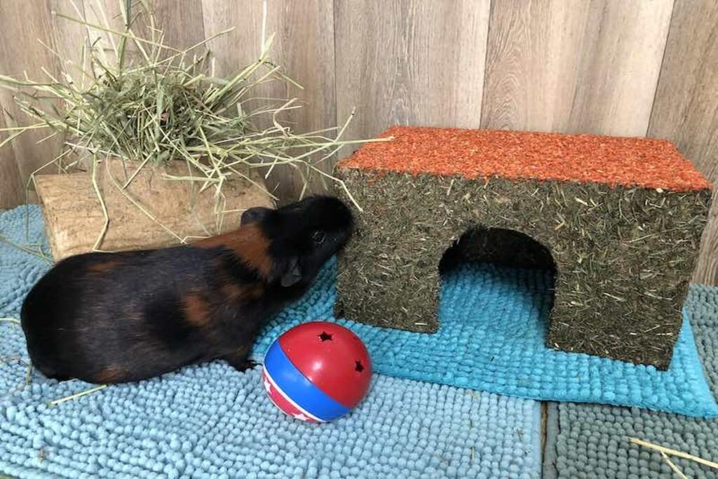 Guinea Pig Toys For Enrichment