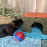 Guinea Pig Toys For Enrichment