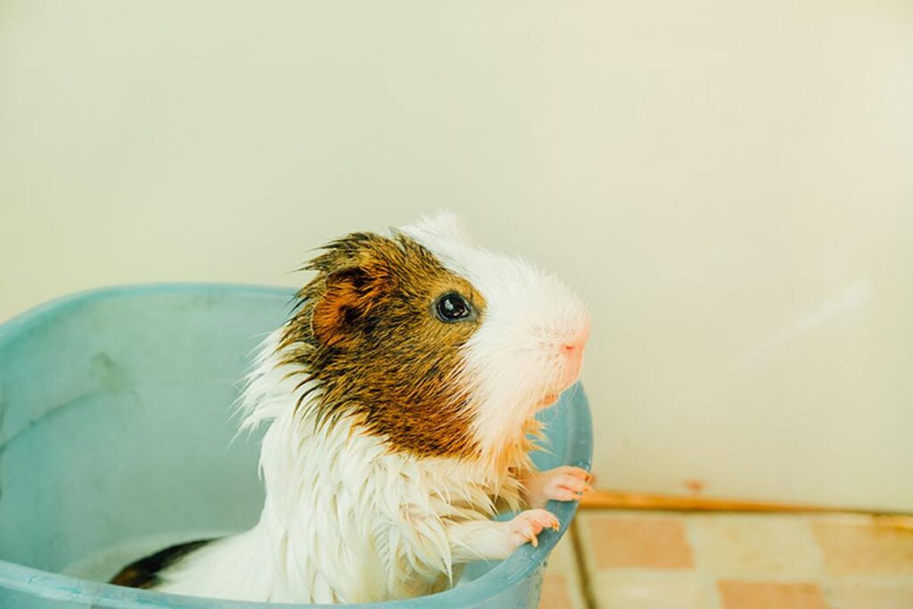 How To Bathe A Guinea Pig Without Stressing It