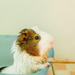 How To Bathe A Guinea Pig Without Stressing It