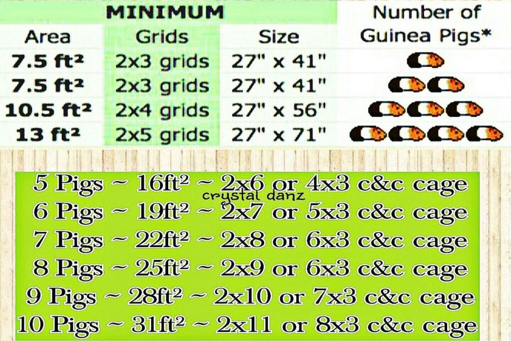 Guinea Pig Cage Size Guide