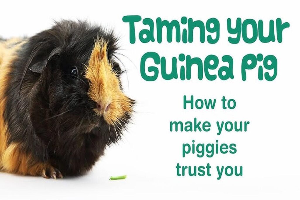 How To Handle A Nervous Guinea Pig