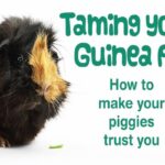 How To Handle A Nervous Guinea Pig