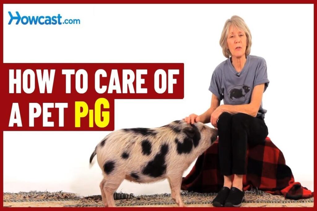 How To Care For A Pet Pig