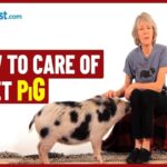 How To Care For A Pet Pig