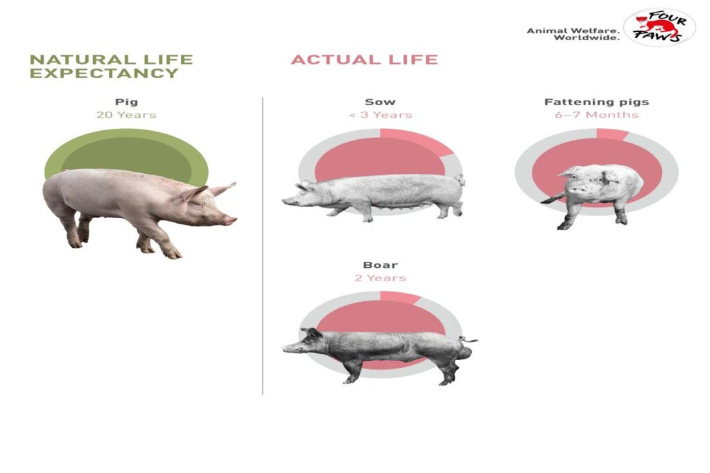 What Is The Lifespan Of A Pig