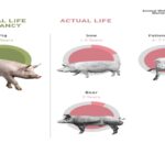 What Is The Lifespan Of A Pig