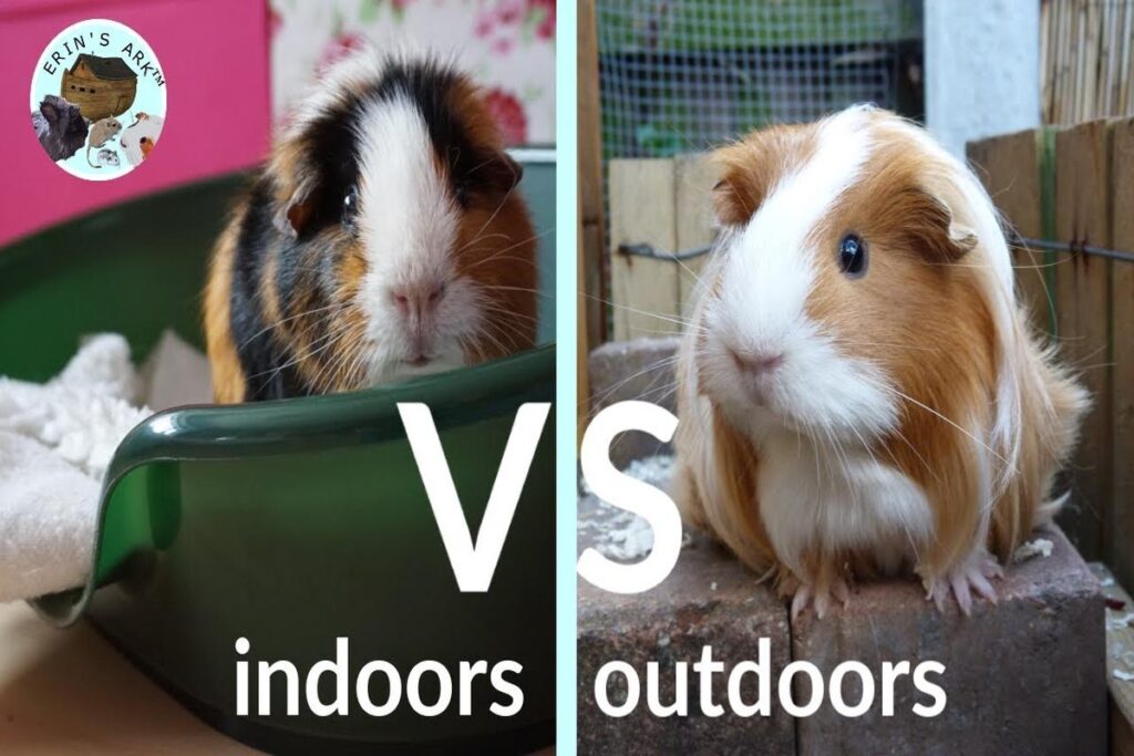 Can Pigs Live Indoors?