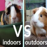 Can Pigs Live Indoors?