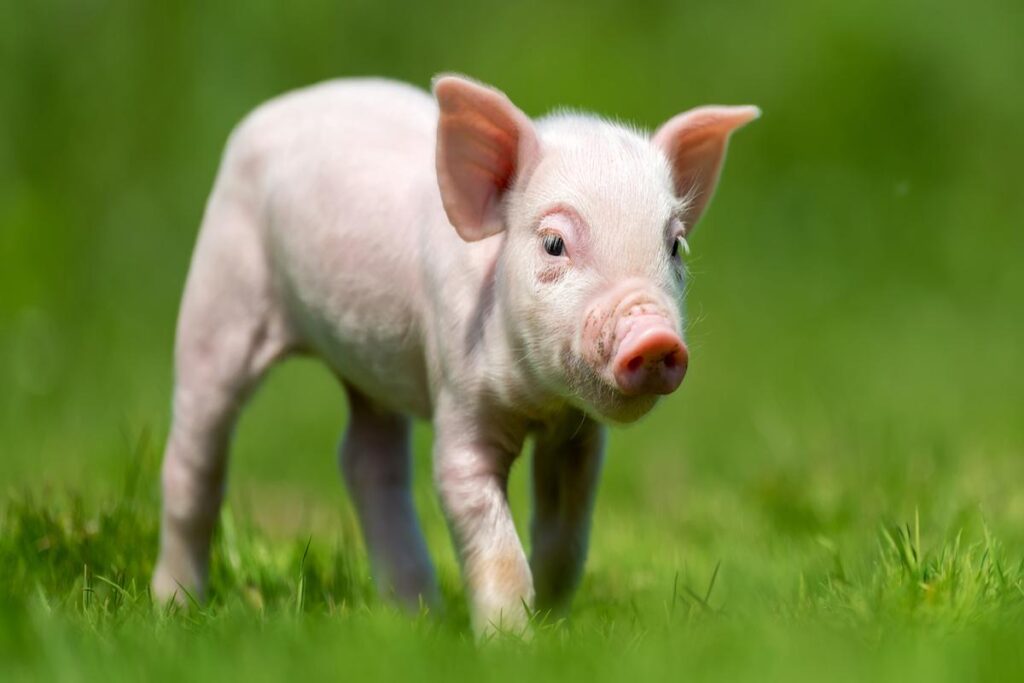 Can Pigs Be Kept As Pets?