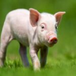 Can Pigs Be Kept As Pets?