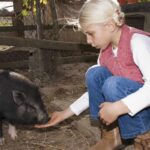 How To Socialize A Pig