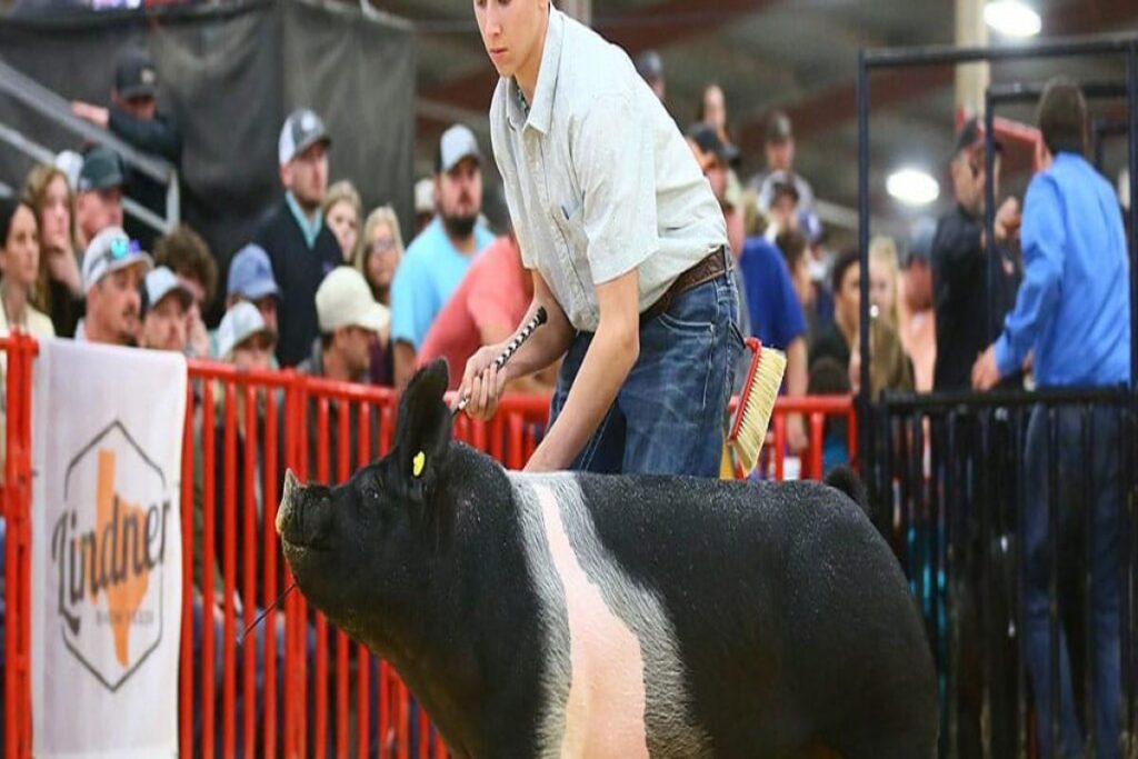 How To Groom A Pig