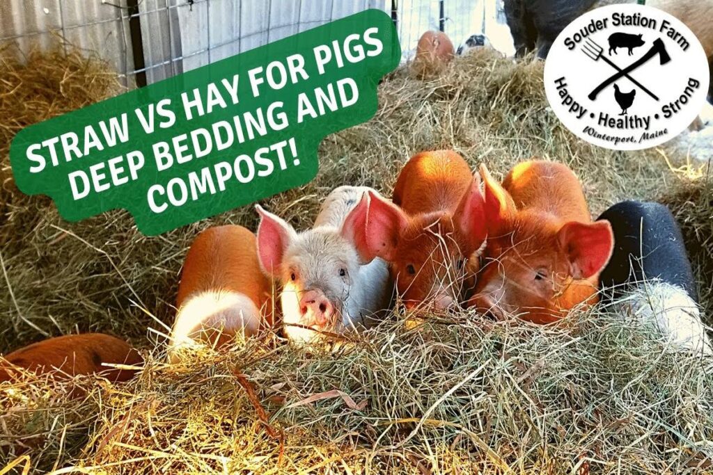 What Is The Best Bedding For Pigs?