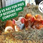 What Is The Best Bedding For Pigs?