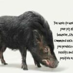 Why Is My Pig Aggressive?