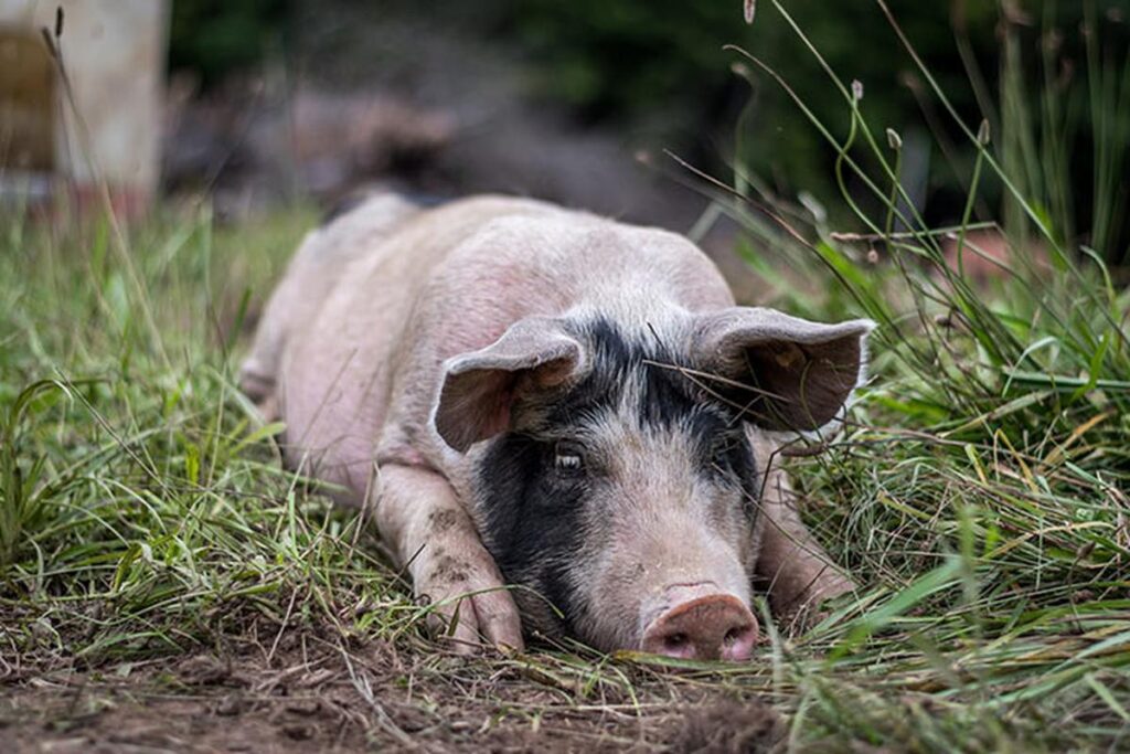 How To Spot Signs Of Pig Stress