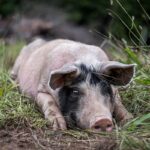 How To Spot Signs Of Pig Stress