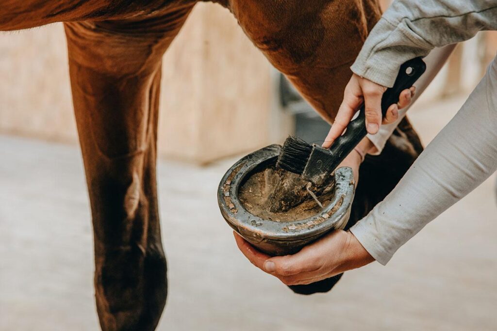 How To Clean Horse Hooves