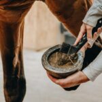 How To Clean Horse Hooves