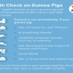 What Are The Common Health Issues In Pigs?