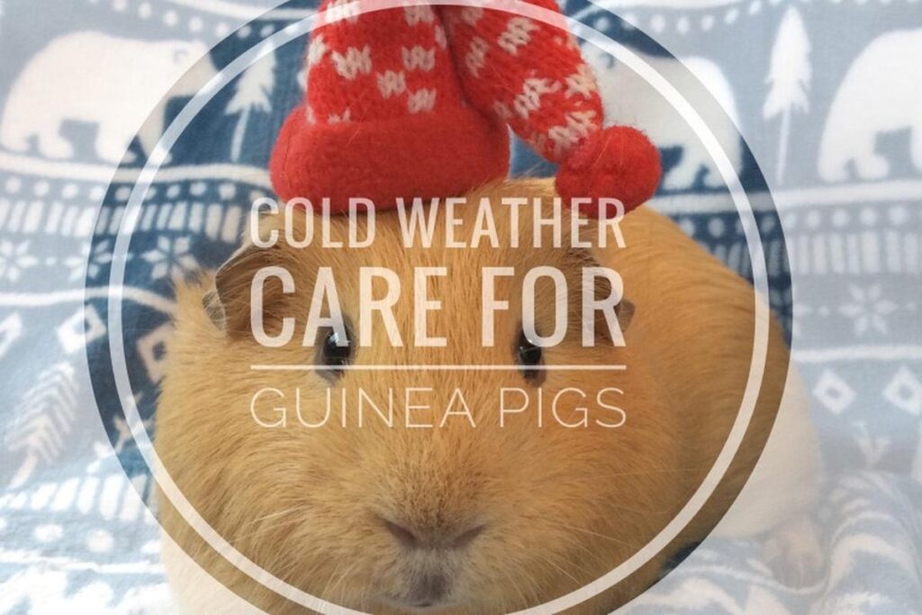 Can Pigs Live In Cold Weather?