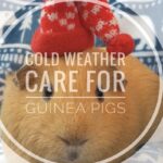 Can Pigs Live In Cold Weather?