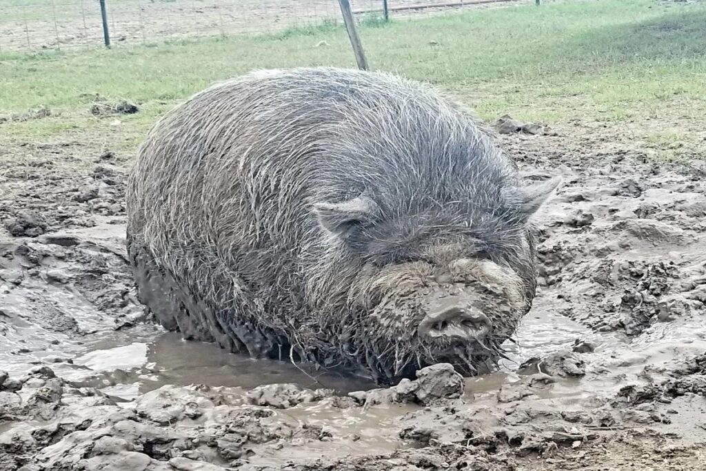 Why Does My Pig Roll In The Mud?