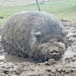 Why Does My Pig Roll In The Mud?