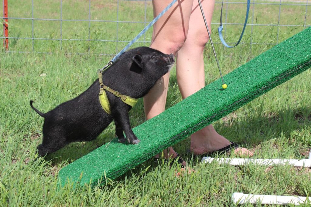 How To Teach A Pig Basic Commands