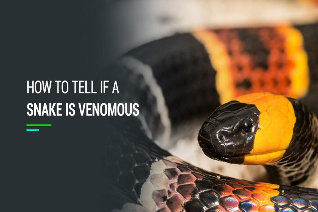 ﻿How To Tell If A Snake Is Venomous