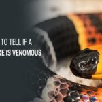 ﻿How To Tell If A Snake Is Venomous