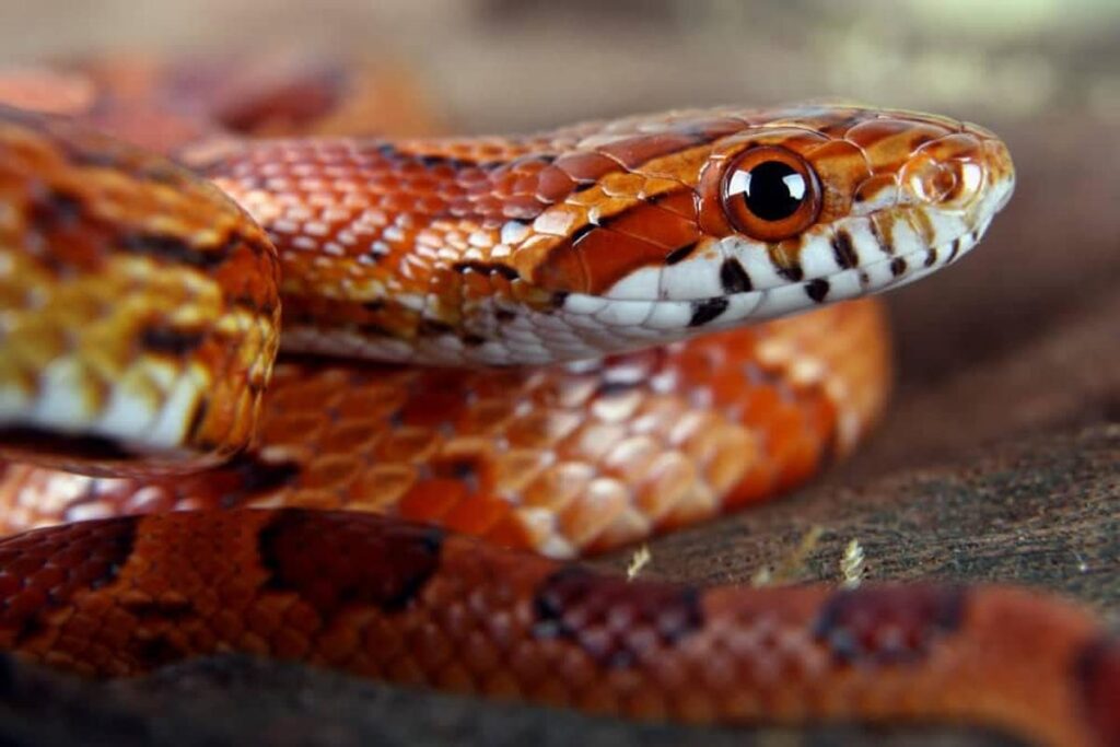 Best Snake Species For Beginners